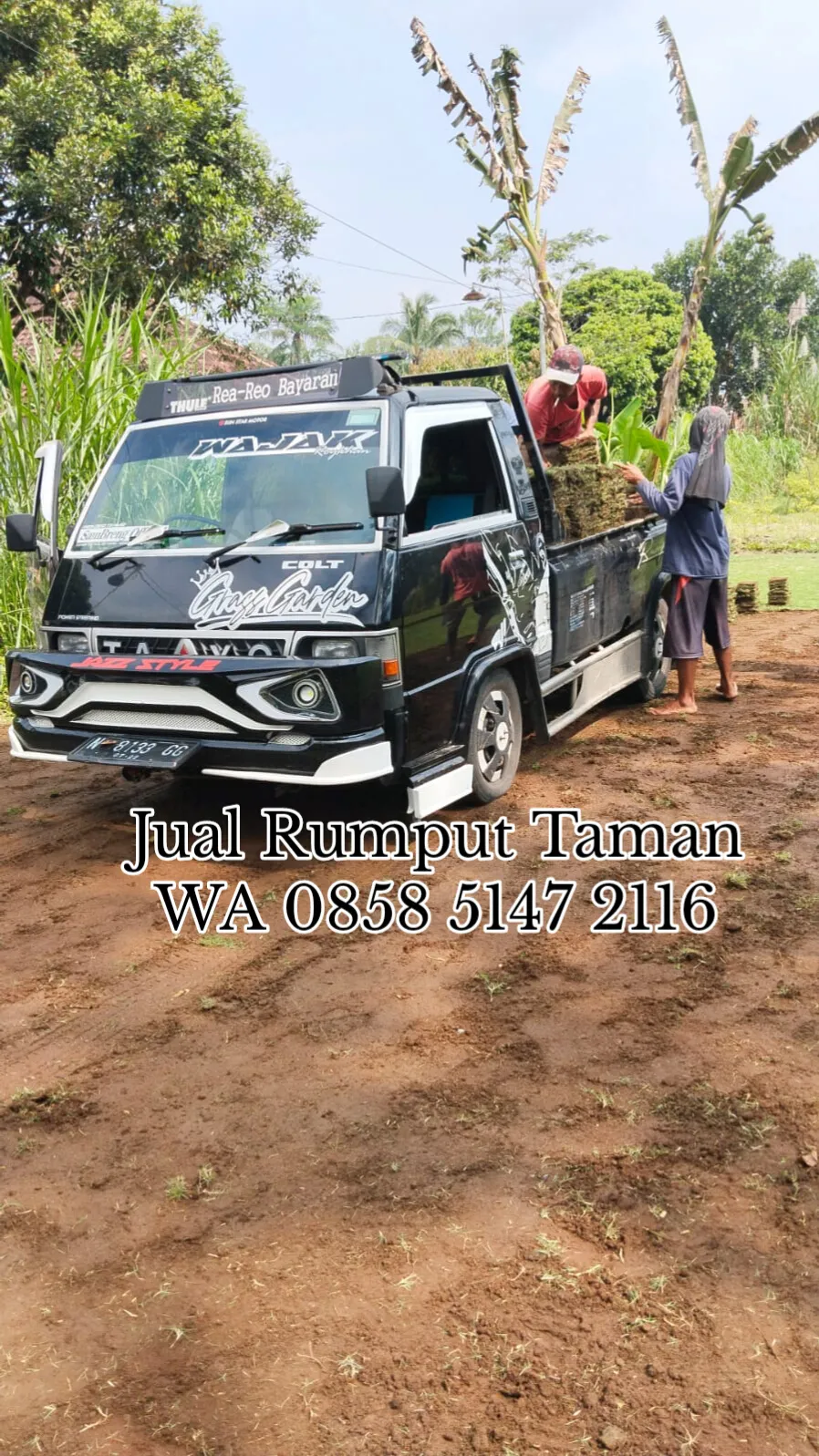 Harga Rumput Jepang Tulungagung
