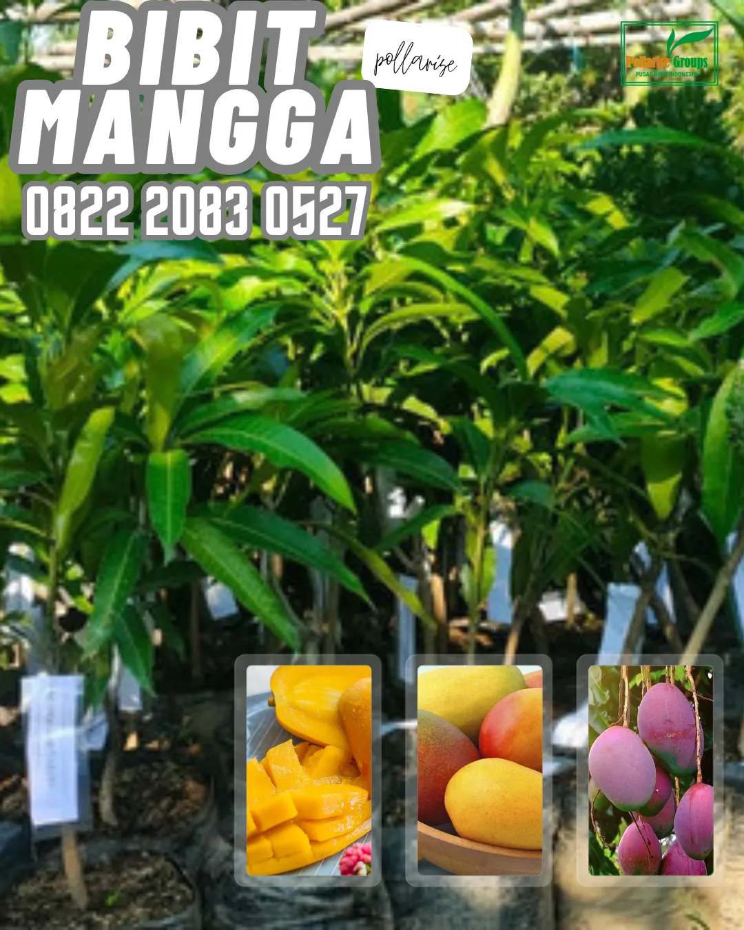 0822 2083 0527 (Tsel) Hortikultura   Harga Bibit Unggul  Pohon Mangga Harum Manis