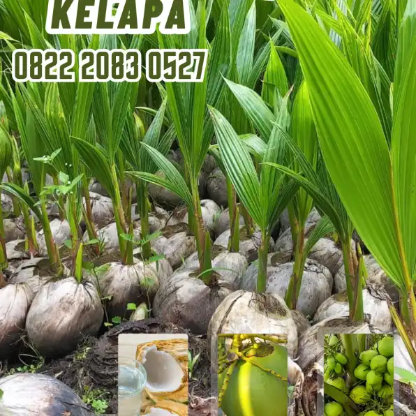 0822.2083.0527 (TSEL) Sentra Bibit Kelapa,   Bibit Kelapa Hibrida Unggul