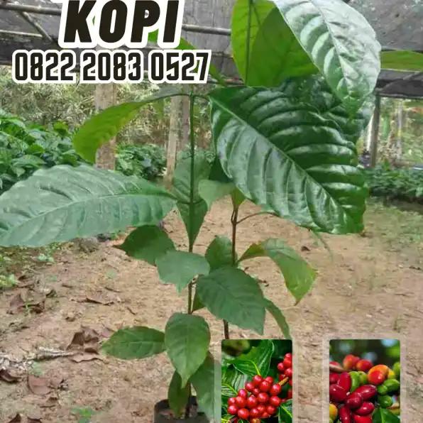 0822 2083 0527 ( Tsel ) Sentra Bibit Kopi, Bibit Kopi Robusta Brazil