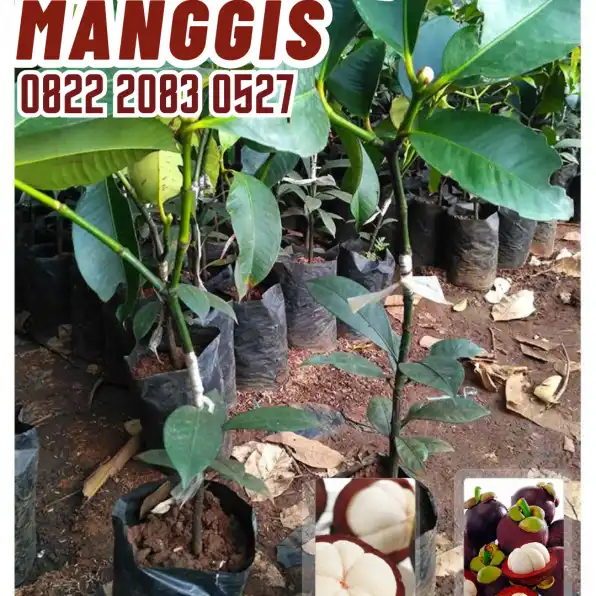 0822.2083.0527 (TSEL) Sentral Bibit,  Harga Bibit Manggis, Harga Bibit Manggis