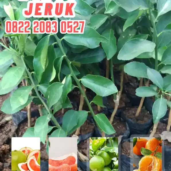 0822.2083.0527 (Tsel)  Hortikultura Buah  Bibit Jeruk Nipis Super