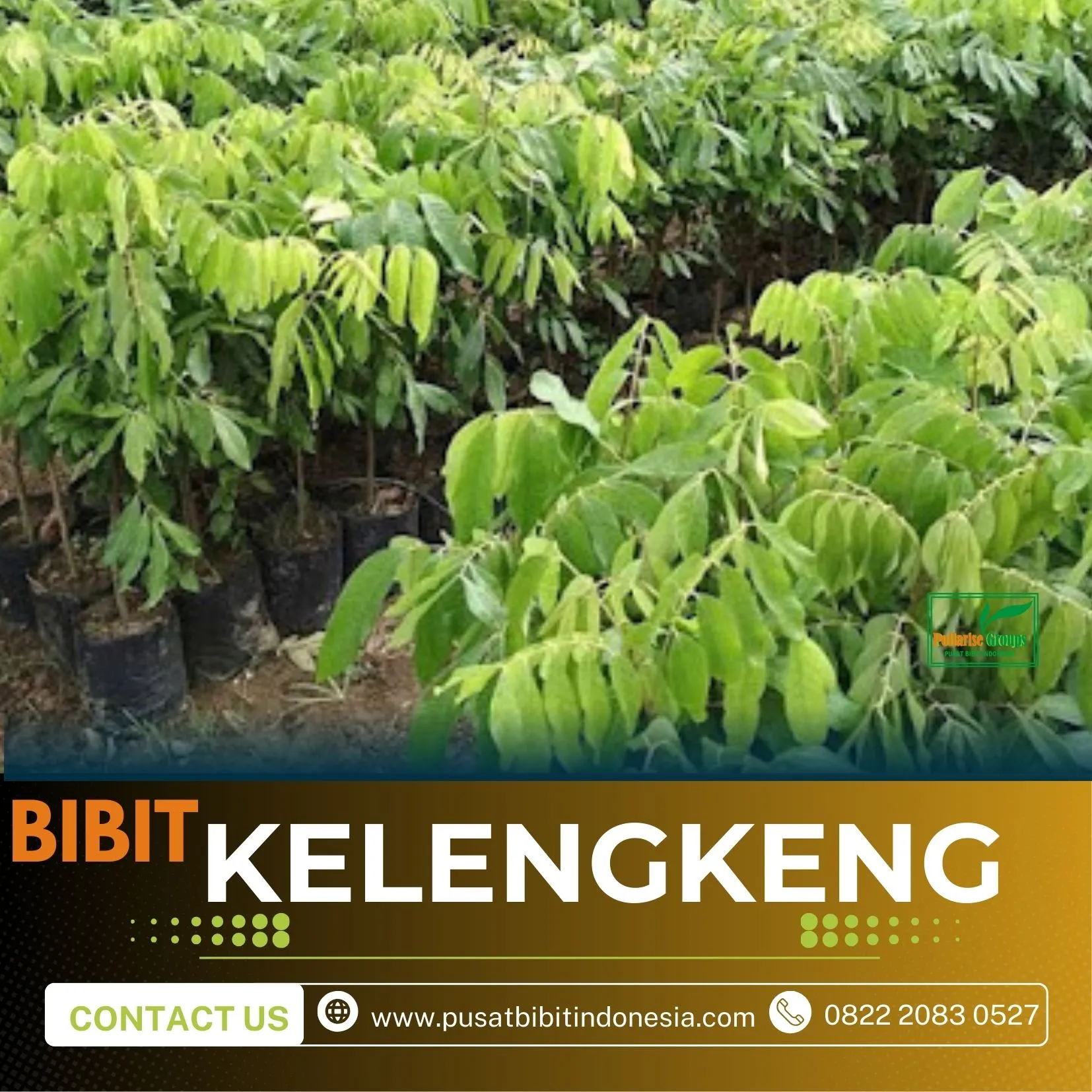 Agrocenter Harga Bibit Kelengkeng Unggulan