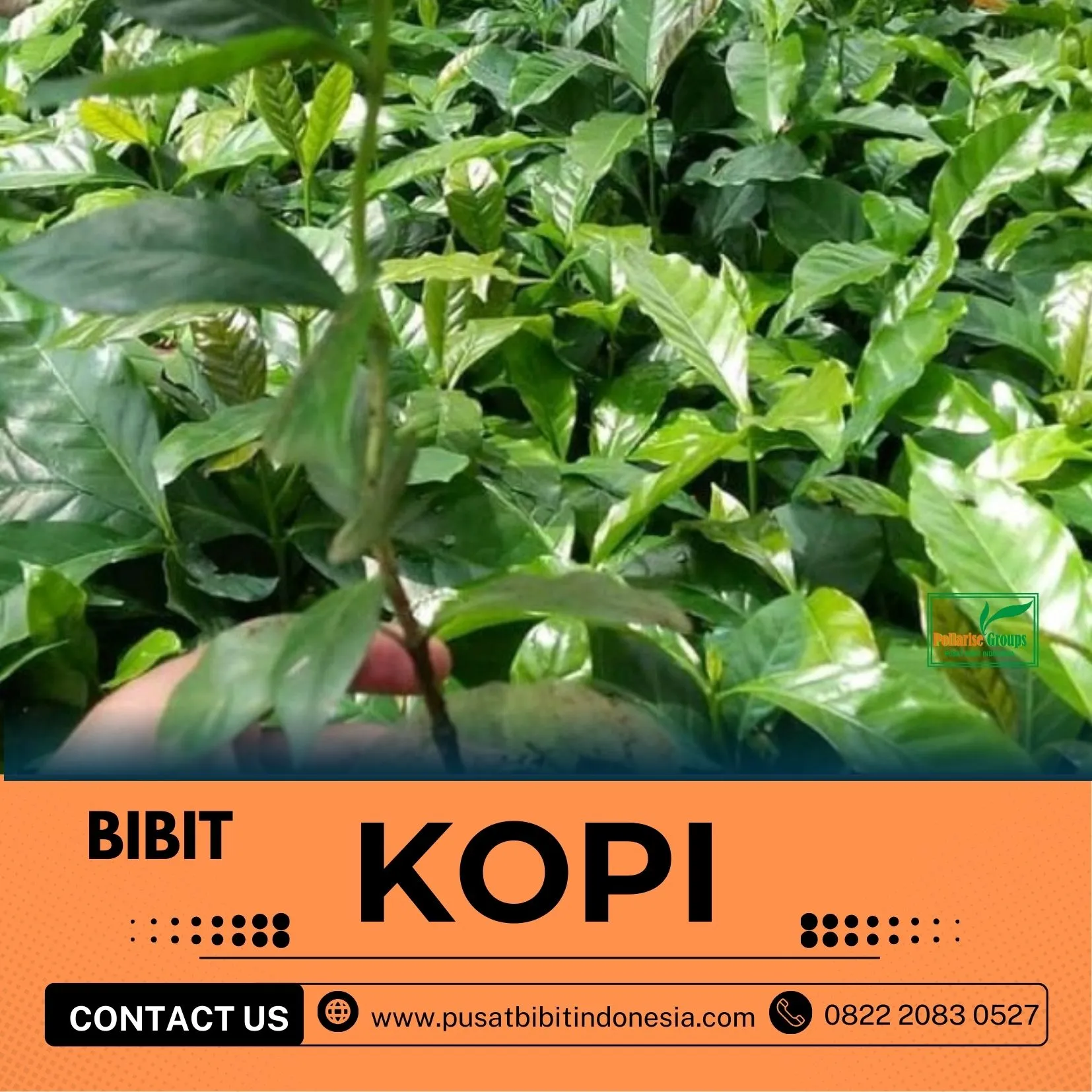 Sentra Bibit Kopi, Bibit Kopi Di Karanganyar