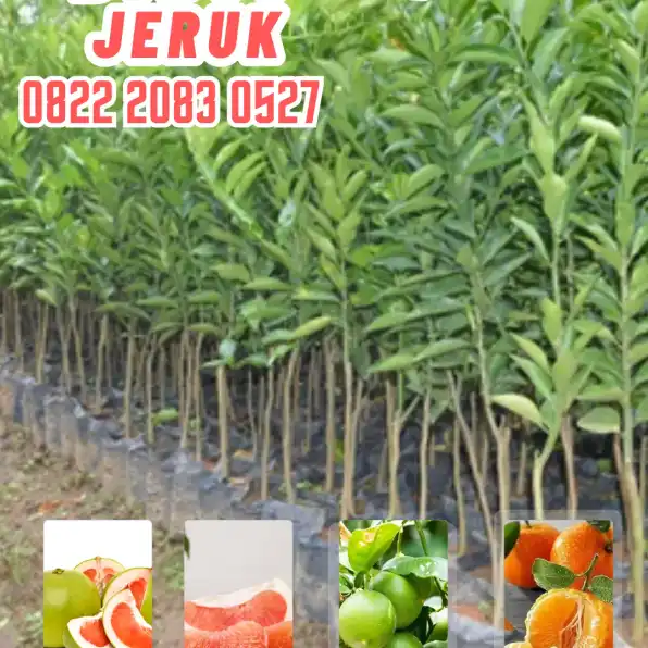 0822.2083.0527 (Tsel)  Hortikultura Buah  Bibit Jeruk Nipis Super