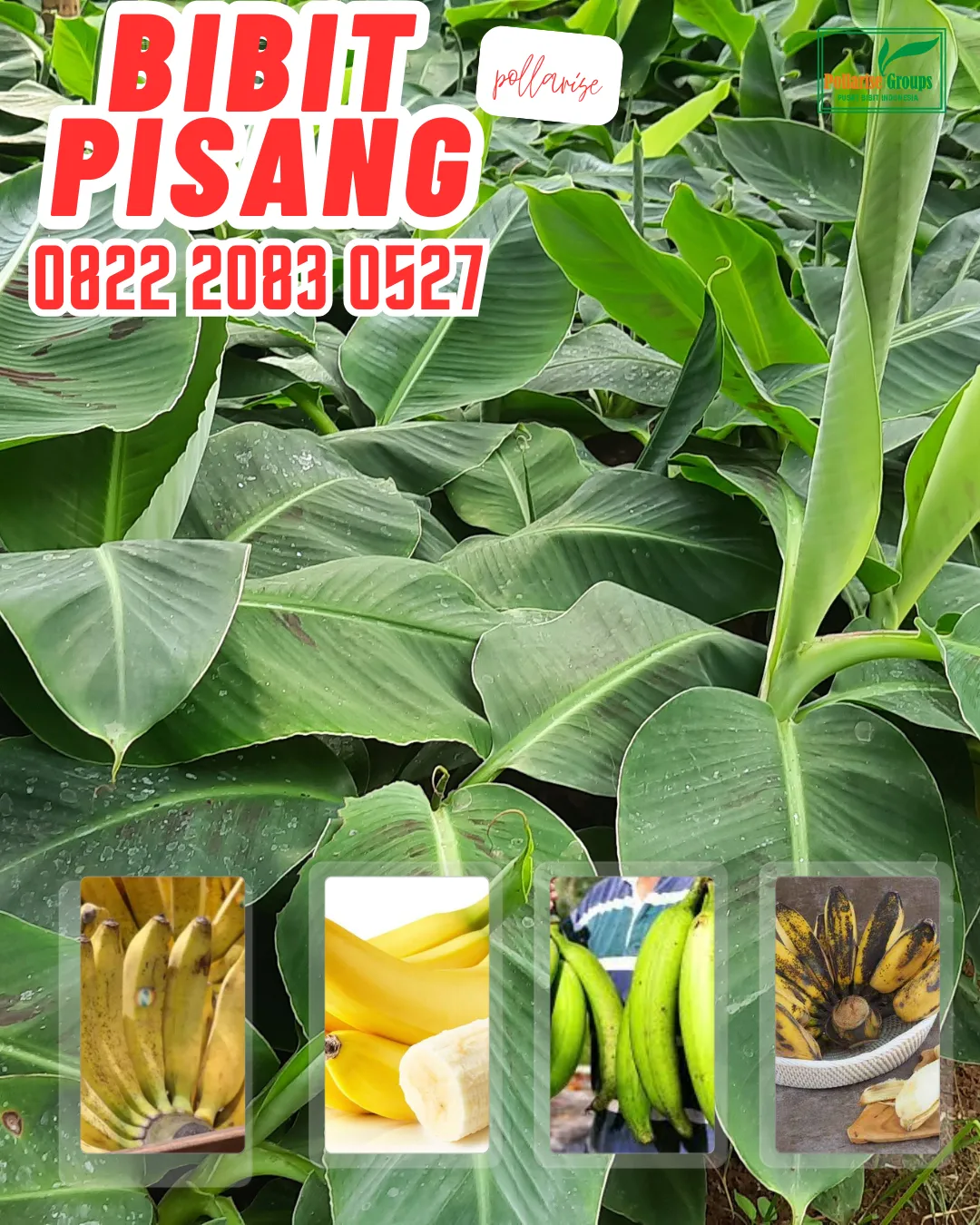 WA 0822.2083.0527  Bibit Pisang Mas Yogyakarta