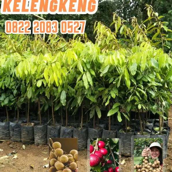 0822.2083.0527 (Tsel) Agrocenter Bibit Kelengkeng Pimpong