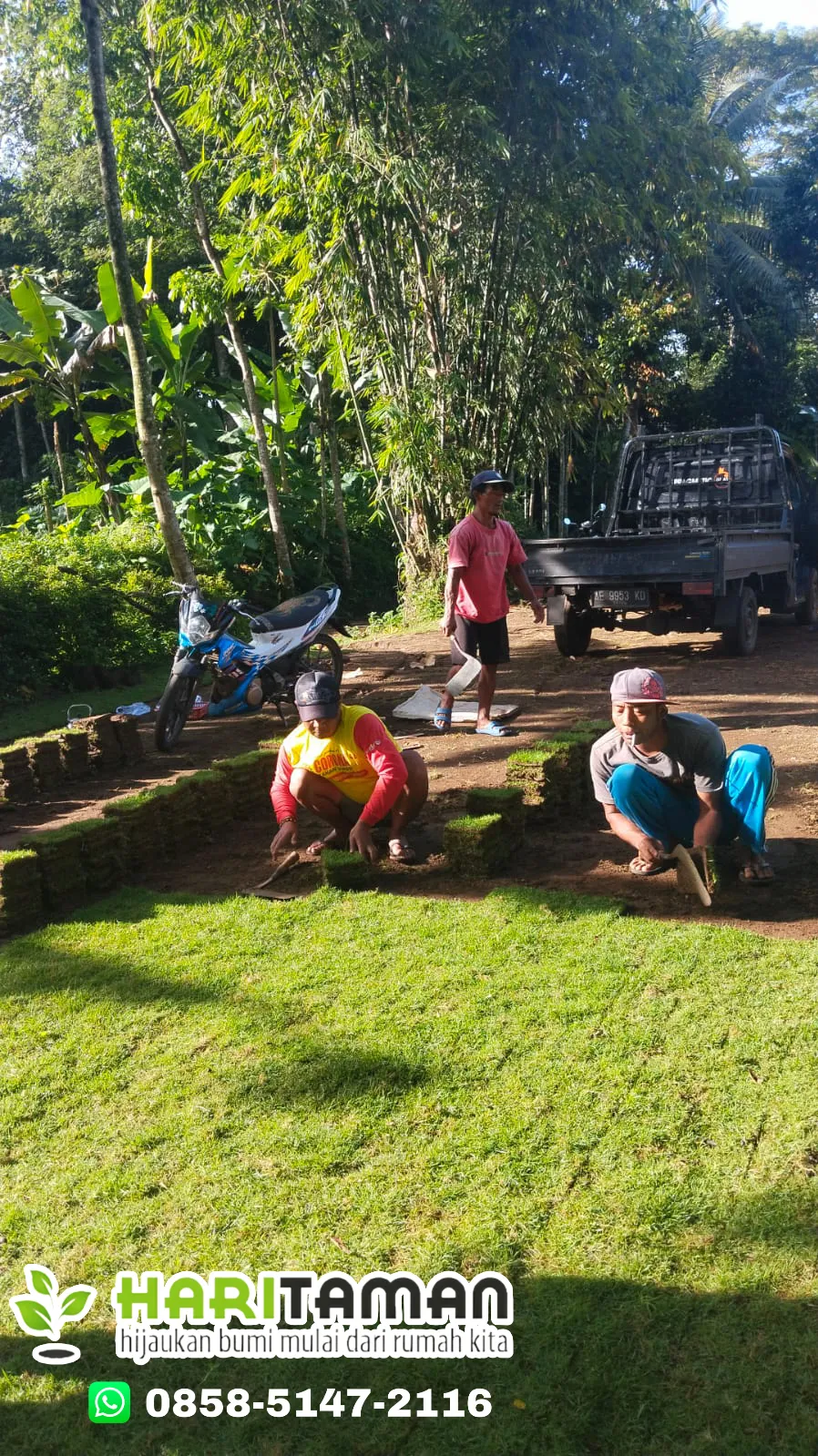 Jual Rumput Jepang Kota Kediri
