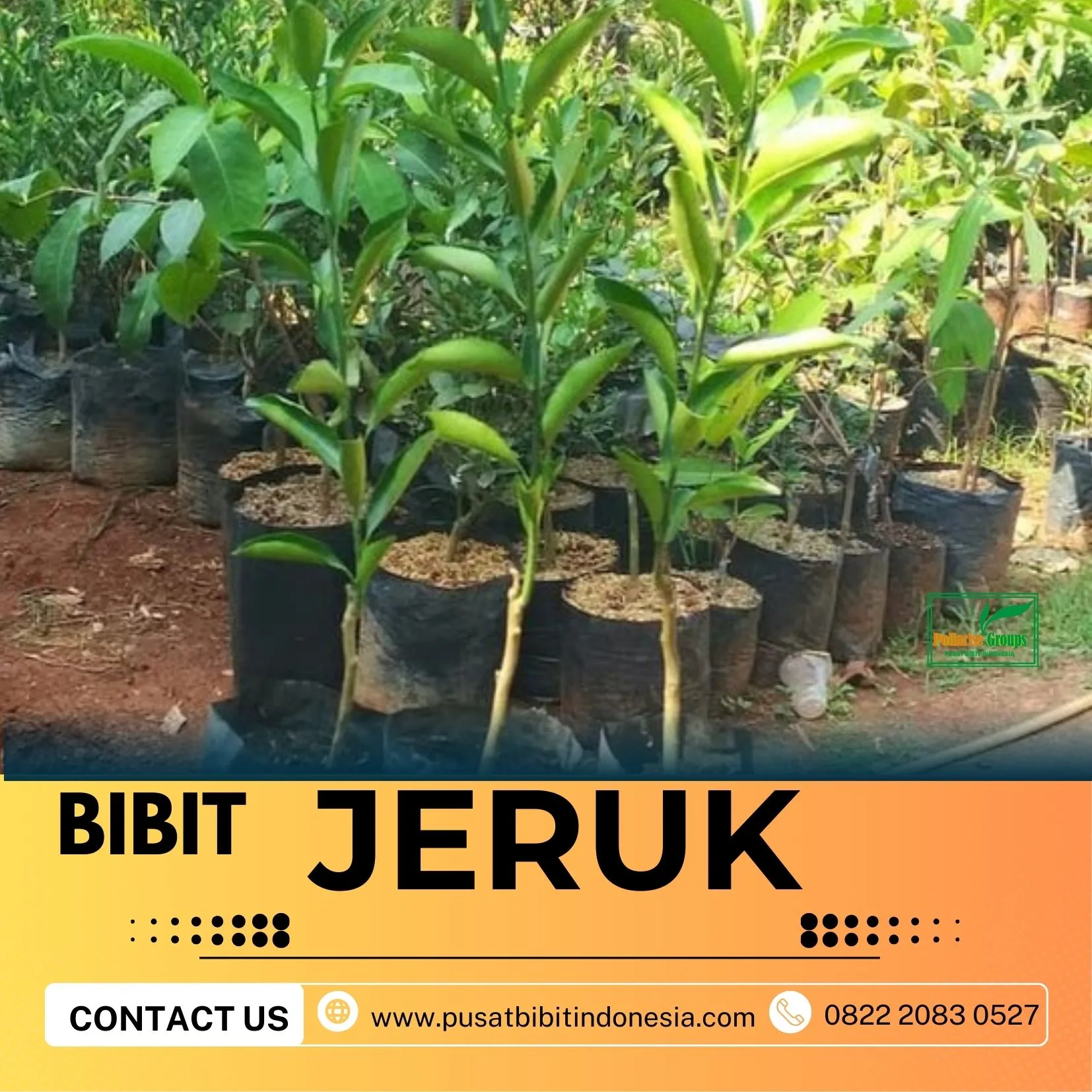 Hortikultura Buah Bibit Jeruk Nagami Jogja