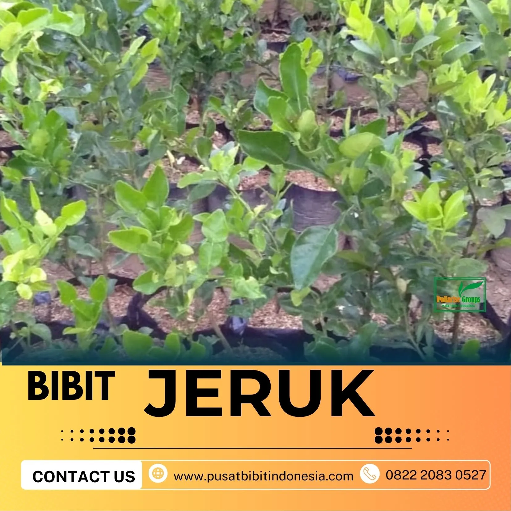 Hortikultura Buah  Bibit Jeruk Keprok Madu