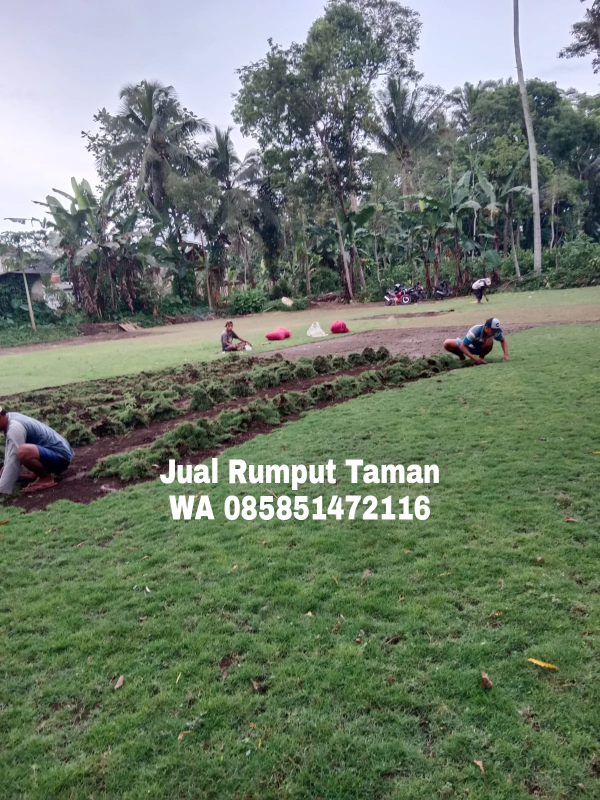 Rumput Taman Malang