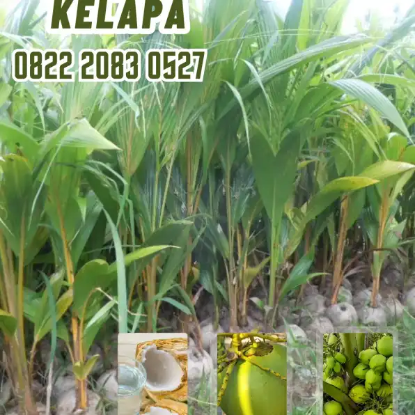 0822.2083.0527 (TSEL) Sentra Bibit Kelapa,   Bibit Kelapa Genjah Wulung