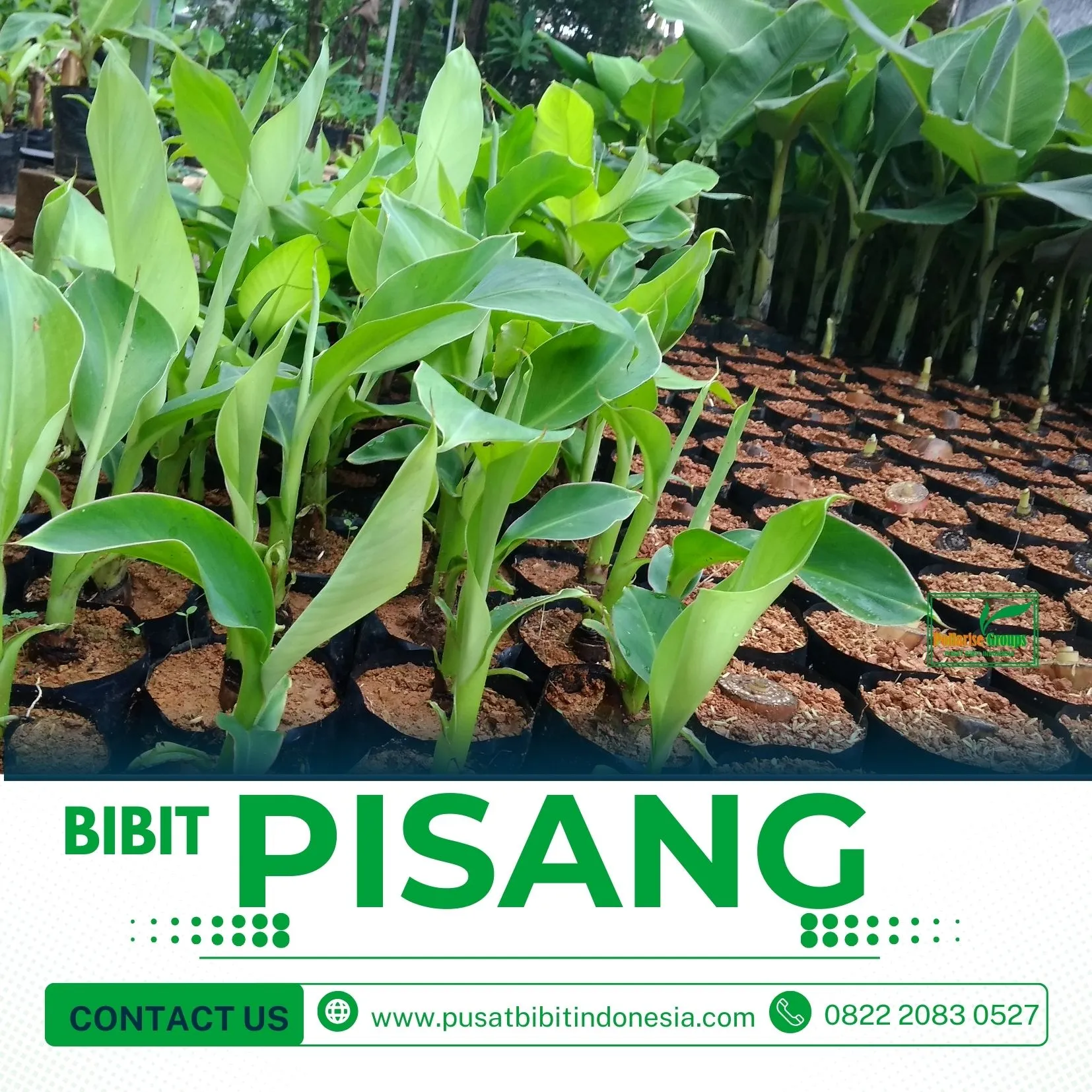 Bibit Pisang Raja Klaten