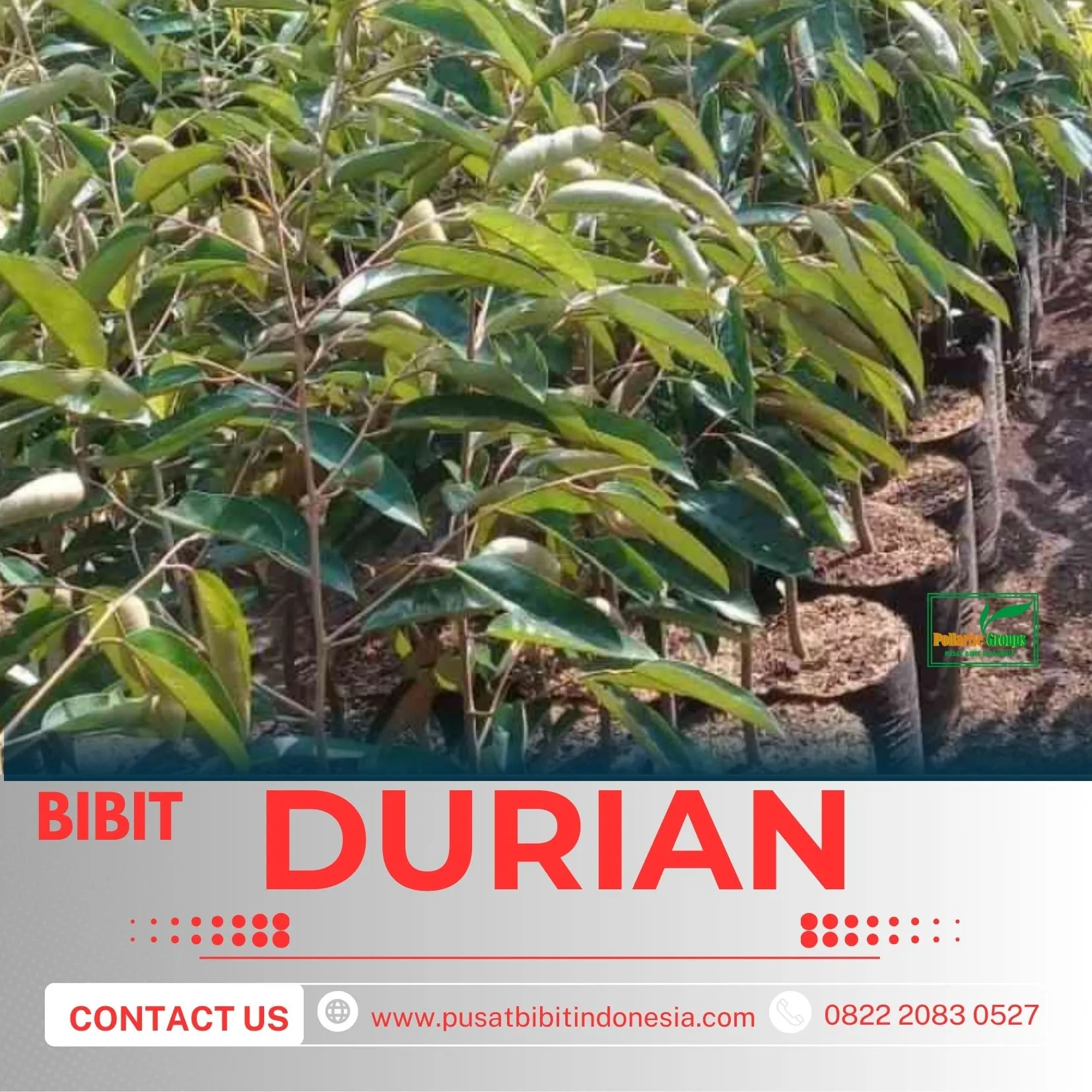 Sentra Pengadaan BibitPohon Durian Duri Hitam Berbuah