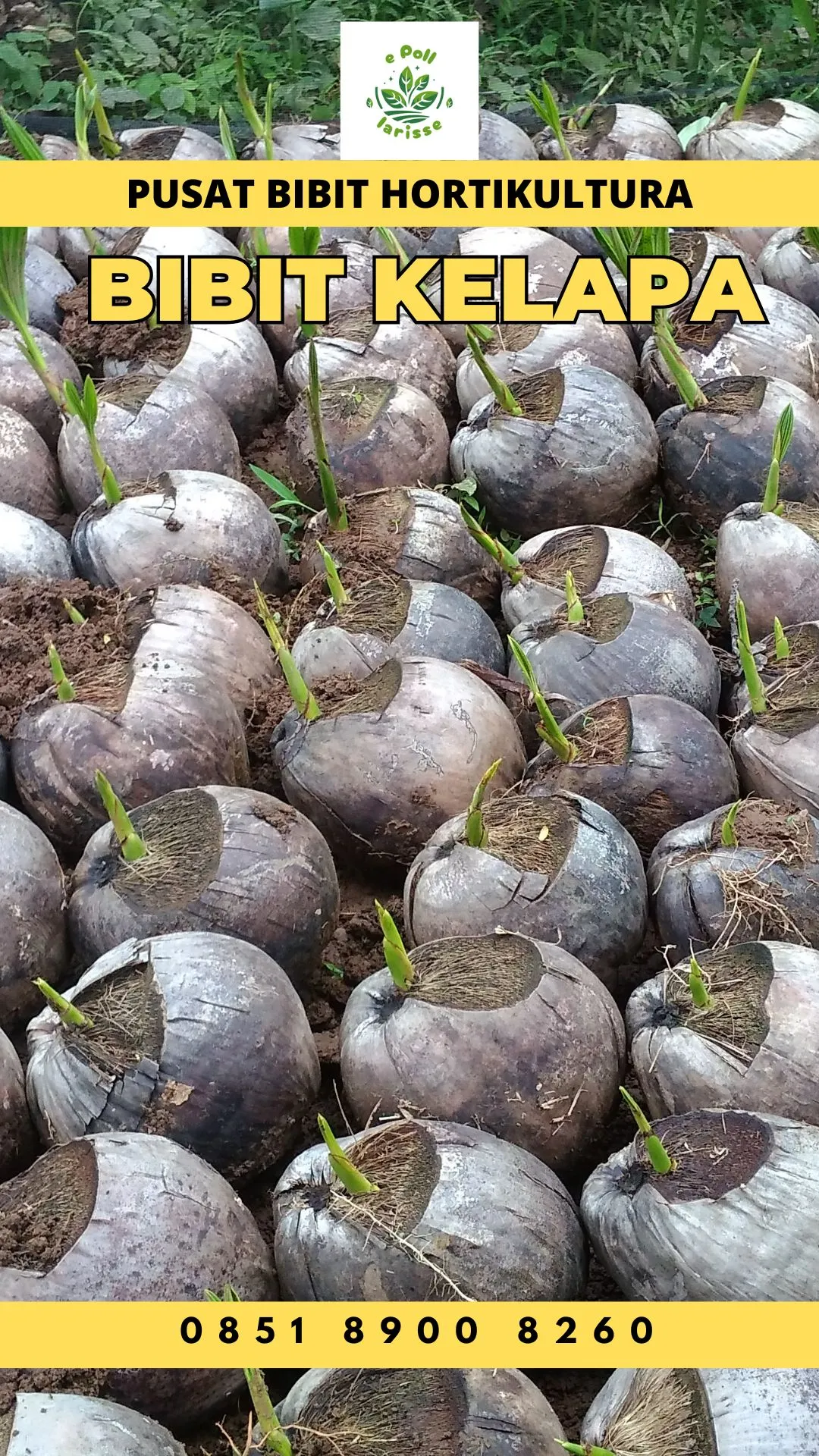 Sentra Bibit Kelapa,  Bibit Kelapa Hibrida Tasikmalaya