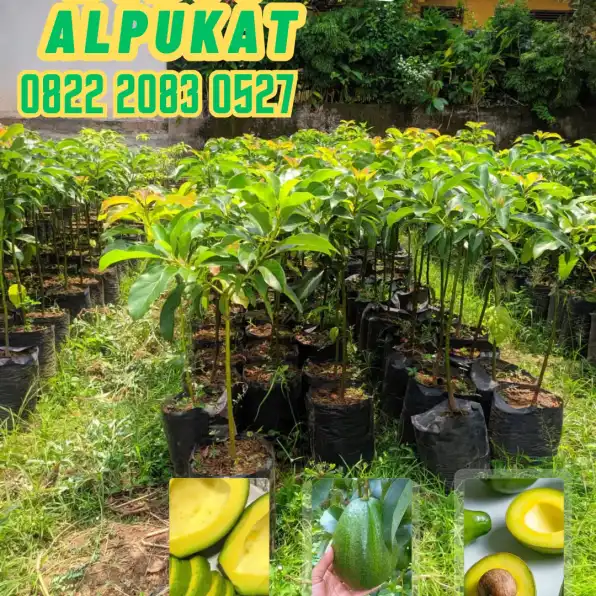 0822 2083 0527 (TSEL) Hortikultura Buah   Bibit Alpukat Mentega Jawa Timur