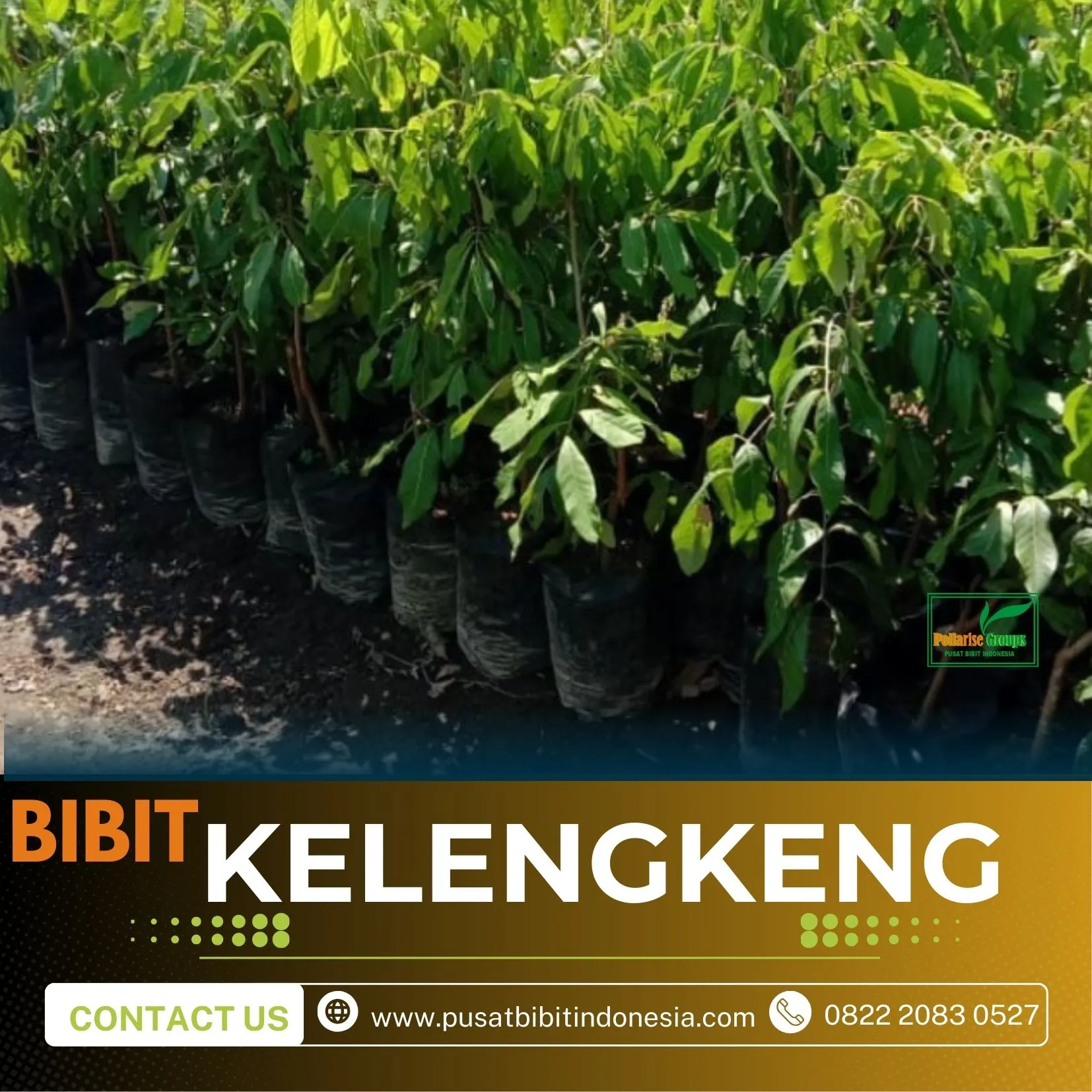 Agrocenter Bibit Kelengkeng Jawa Tengah