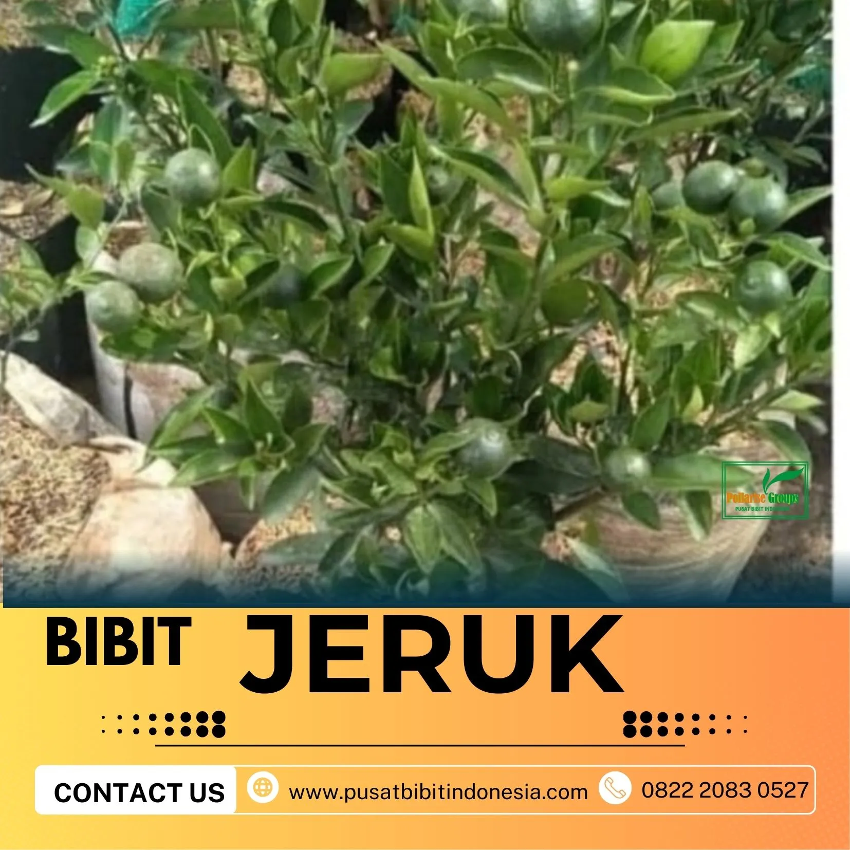 Sentral Pertanian  Bibit Jeruk Manis Purworejo