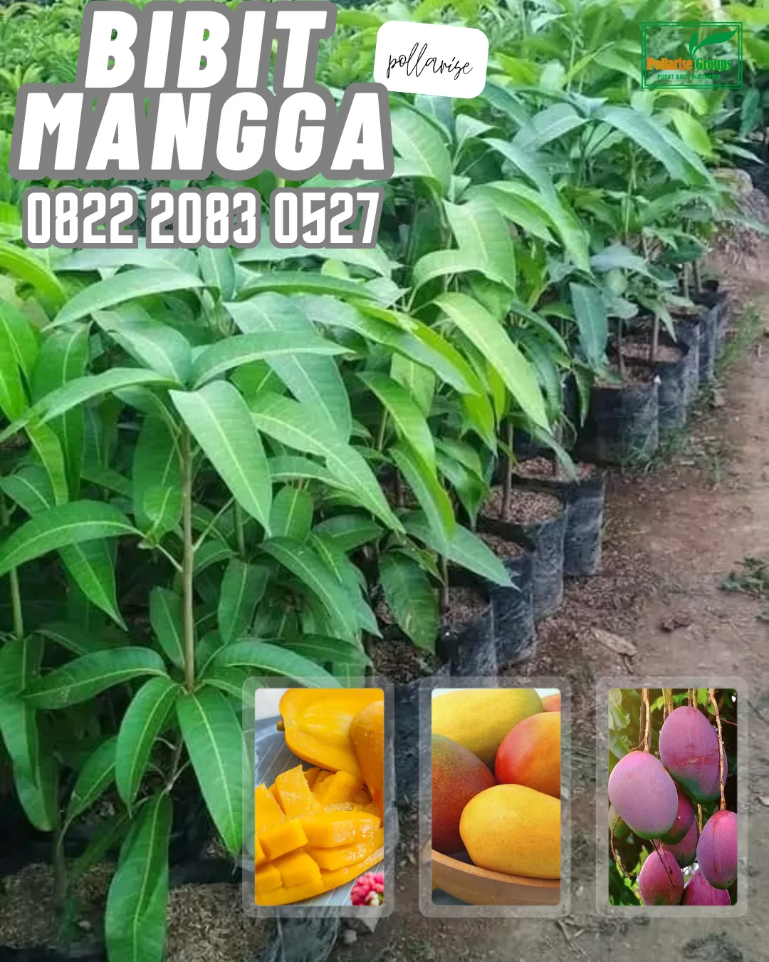 0822 2083 0527 (Tsel) Hortikultura   Bibit Unggul  Mangga Gedong Gincu