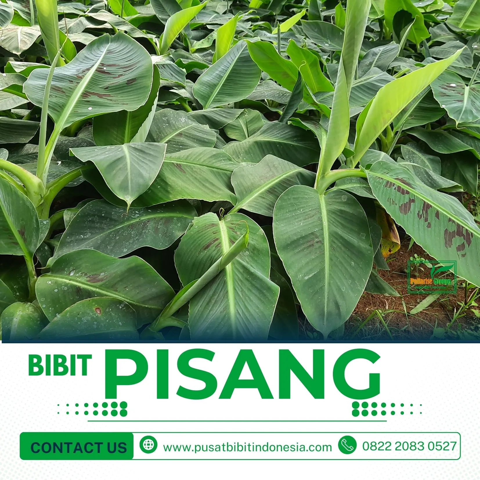 Bibit Pisang Kepok Jawa Tengah