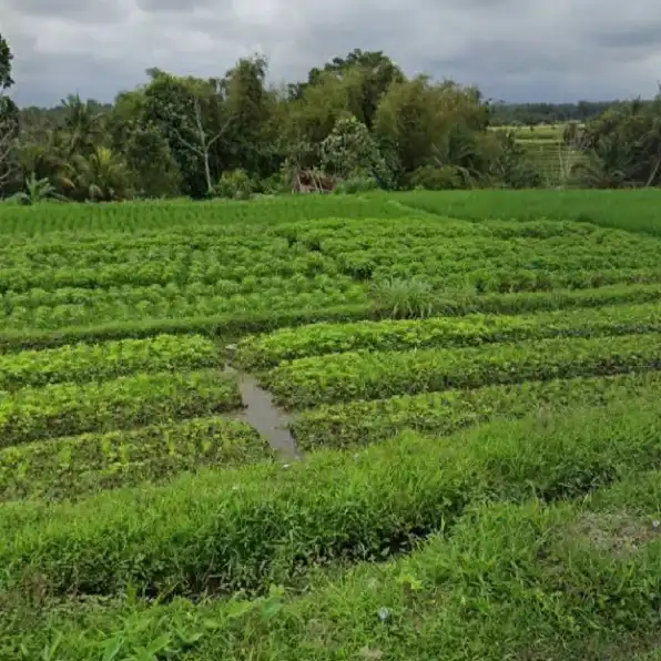 Dijual 31,5 are, Jl. Merak Dsn. Ambengan Ayunan Abiansemal Badung