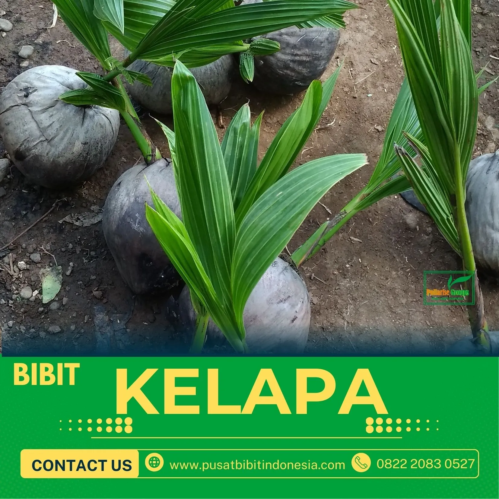 Sentra Bibit Kelapa, Bibit Kelapa Genjah Entok Kebumen