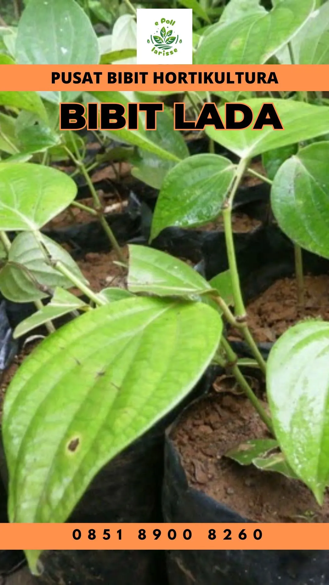 Pusat Bibit,  Benih Cili Solok Lada
