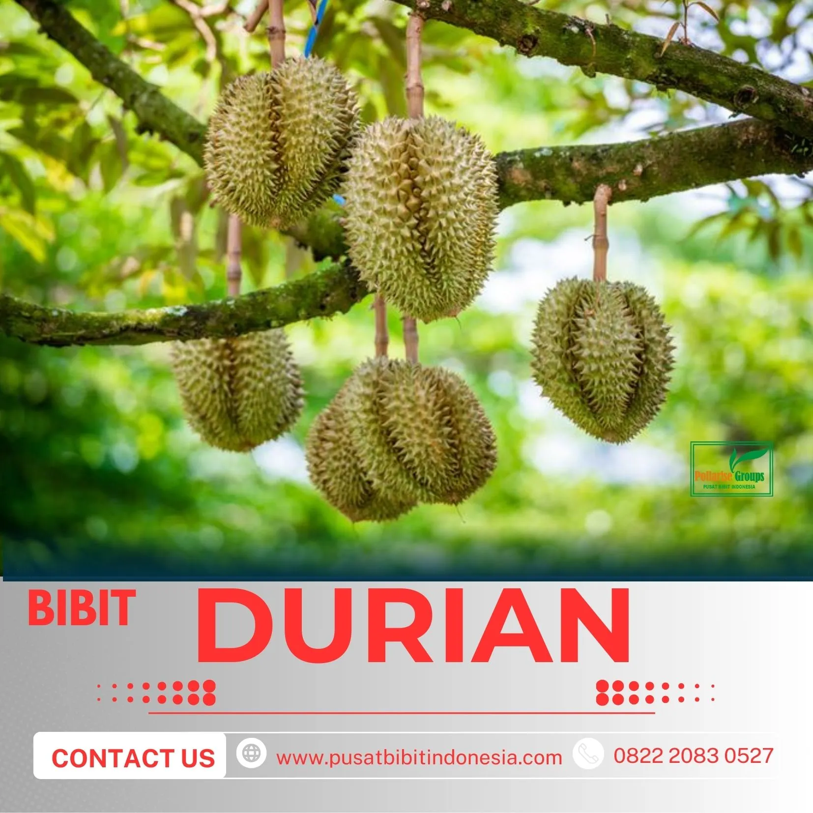 Sentra Pengadaan  Bibit Durian Montong Jawa Timur