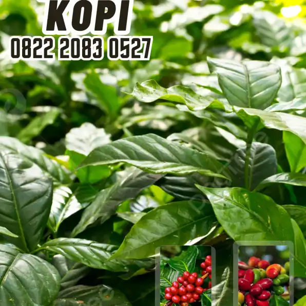 0822 2083 0527 ( Tsel ) Sentra Bibit Kopi, Bibit Kopi Stek