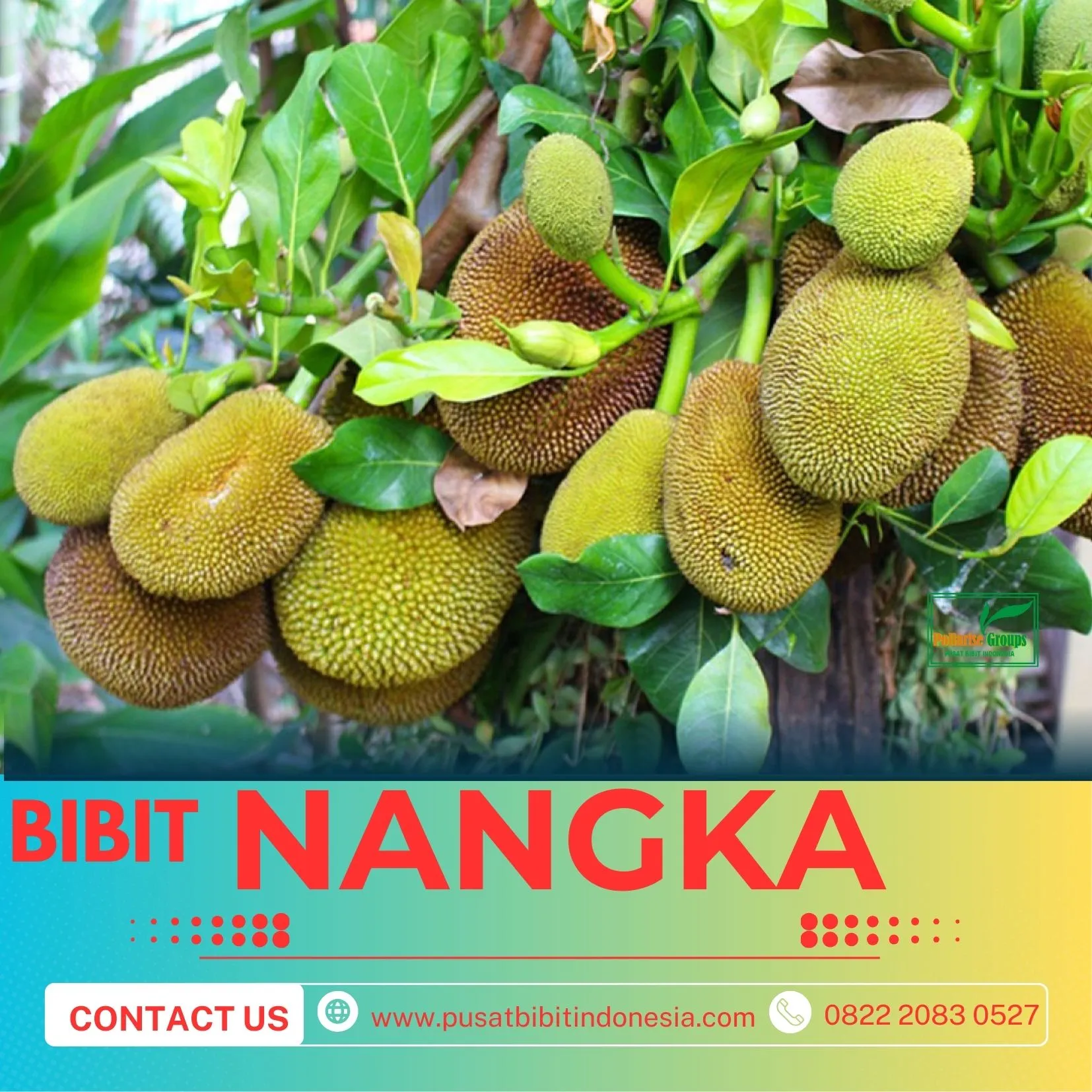 Sentra Bibit Pertanian, Bibit Nangka Super