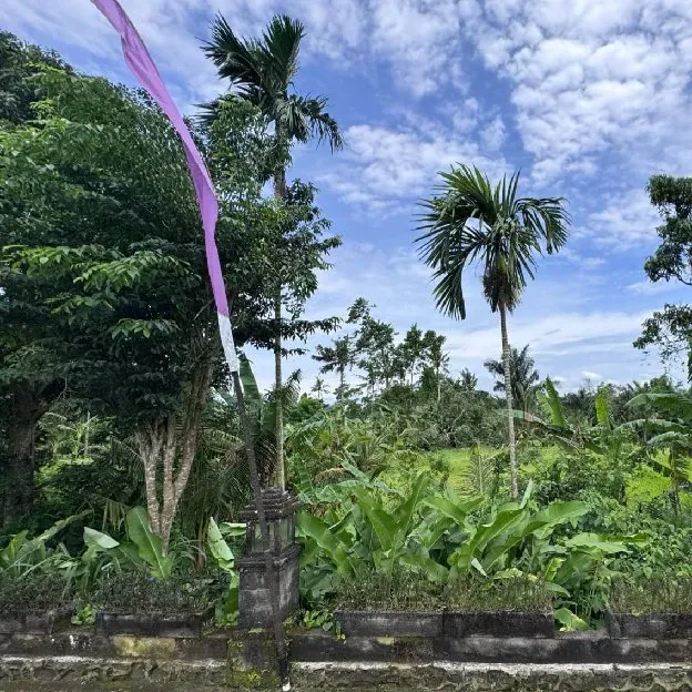 Dijual 59 are & 1,68 Ha. Jl. Batu Kurung I Raya Bunutan Kedewatan Ubud Gianyar