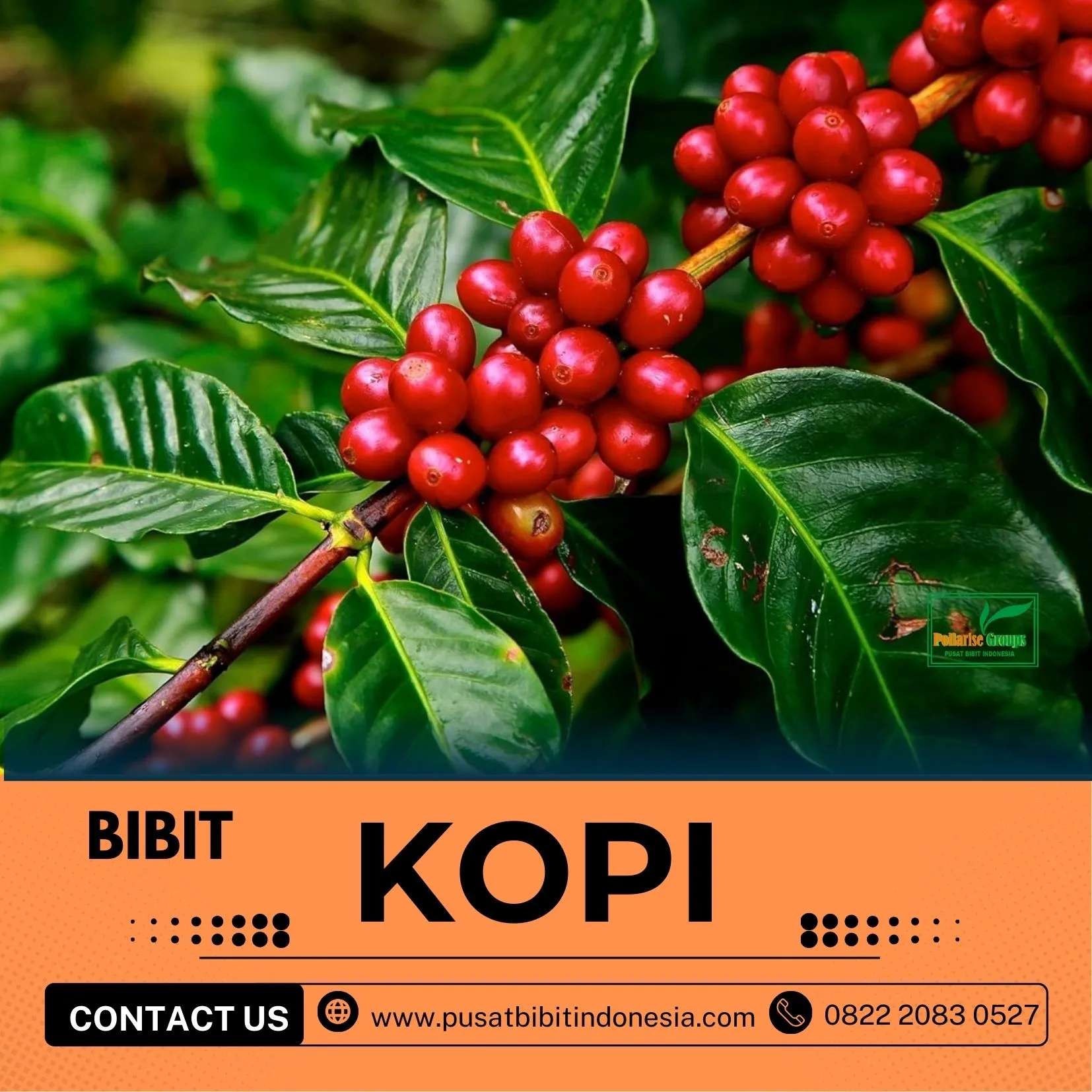 Petani Bibit Kopi, Harga Bibit Pohon Kopi Arabika