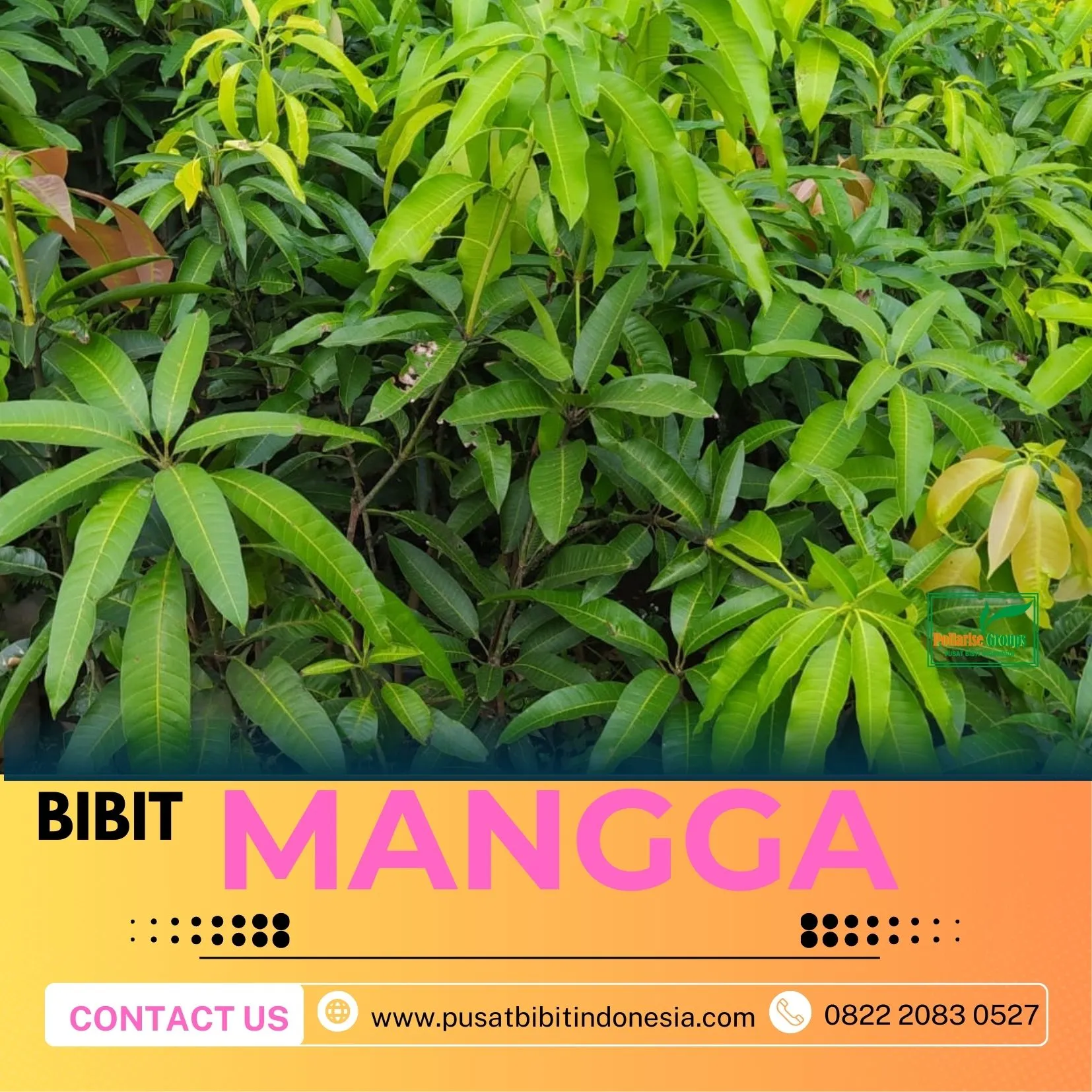 Hortikultura   Bibit Unggul  Mangga Golden Queen