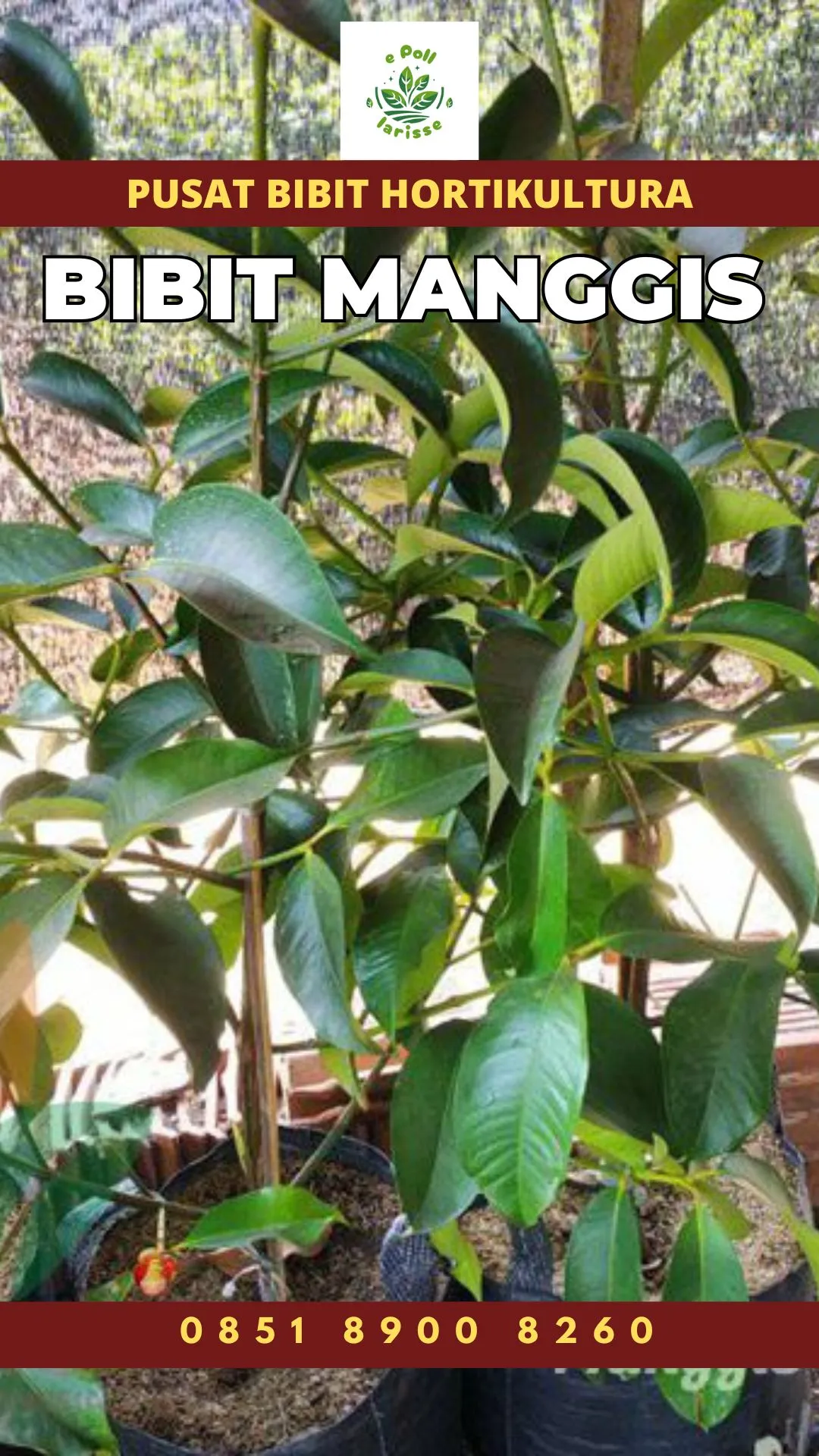 Sentral Bibit , Jual Bibit Pohon Manggis Di Malang, Jual Bibit Pohon Manggis Di Medan