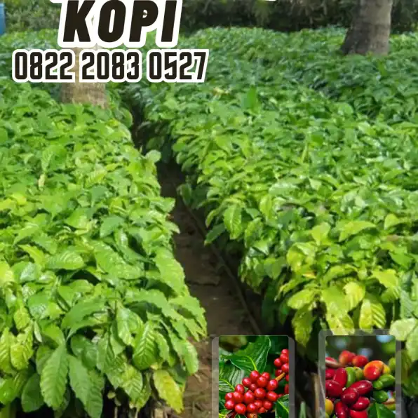 0822 2083 0527 ( Tsel ) Sentra Bibit Kopi, Bibit Kopi Arabika Unggul Dan Bersertifikat