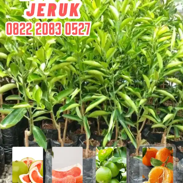 0822.2083.0527 (Tsel)  Hortikultura Buah  Bibit Jeruk Manis Dataran Rendah