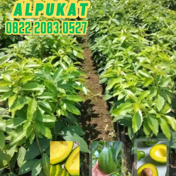 0822 2083 0527 (TSEL) Hortikultura Buah   Bibit Alpukat Miki Jawa Tengah