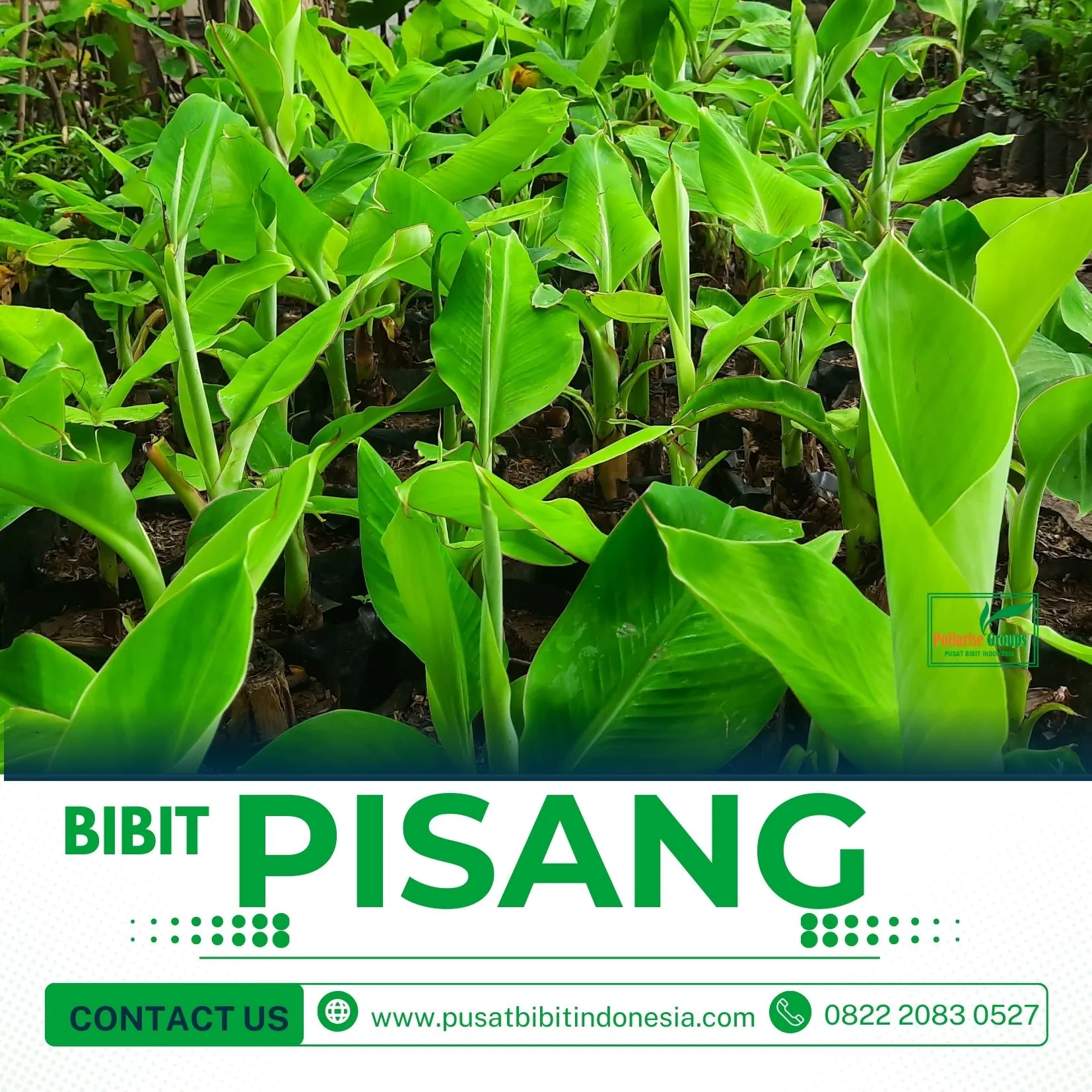 Jual Bibit Pisang Raja Buluu