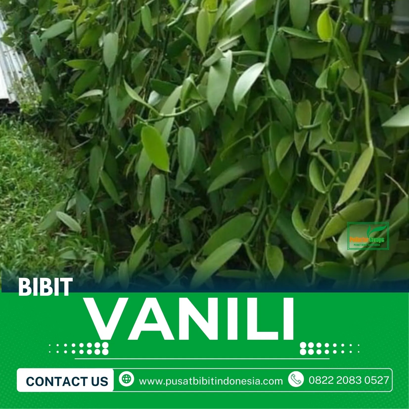 Sentral  Bibit Vanili Dari Biji
