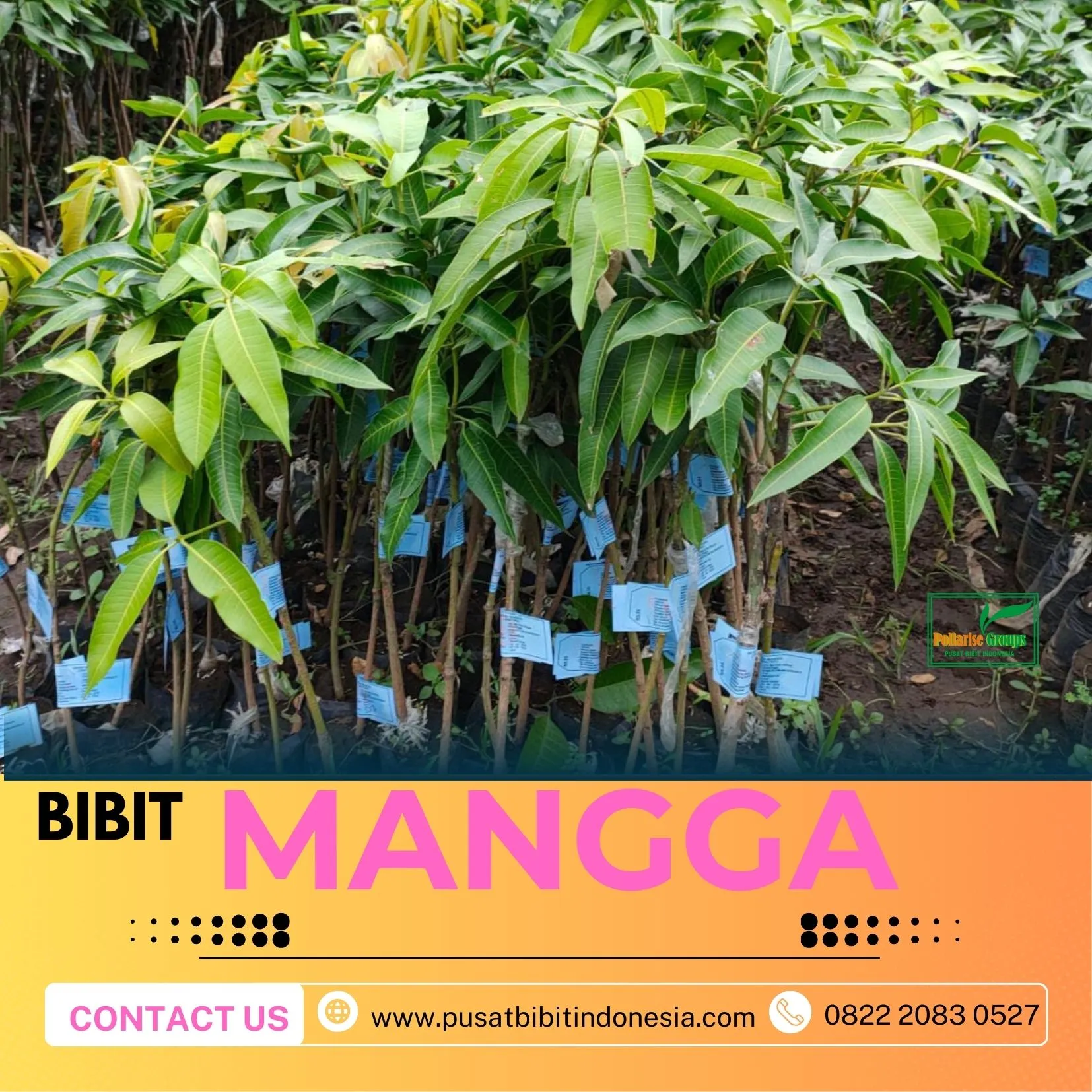 Hortikultura   Bibit Unggul  Mangga Okyong