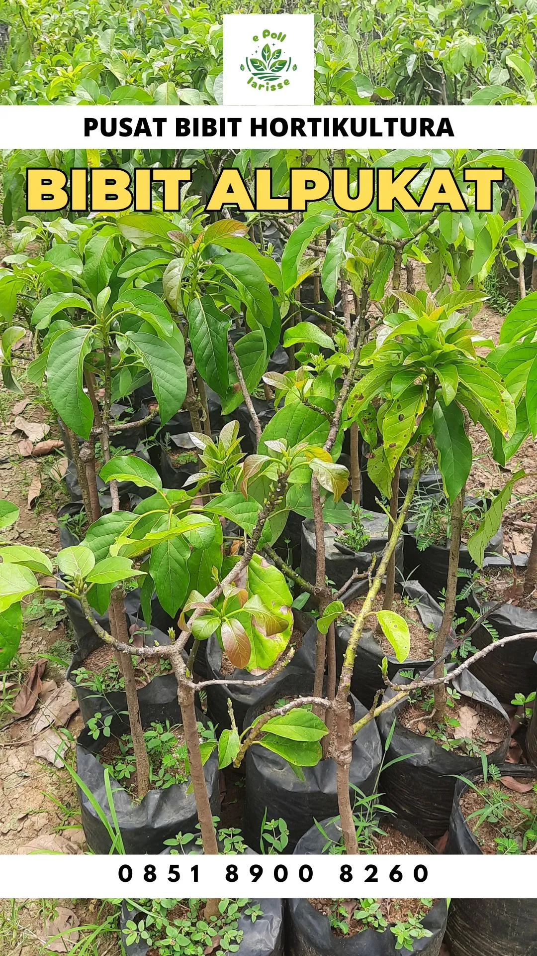 Hortikultura Buah  Bibit Alpukat Jogja