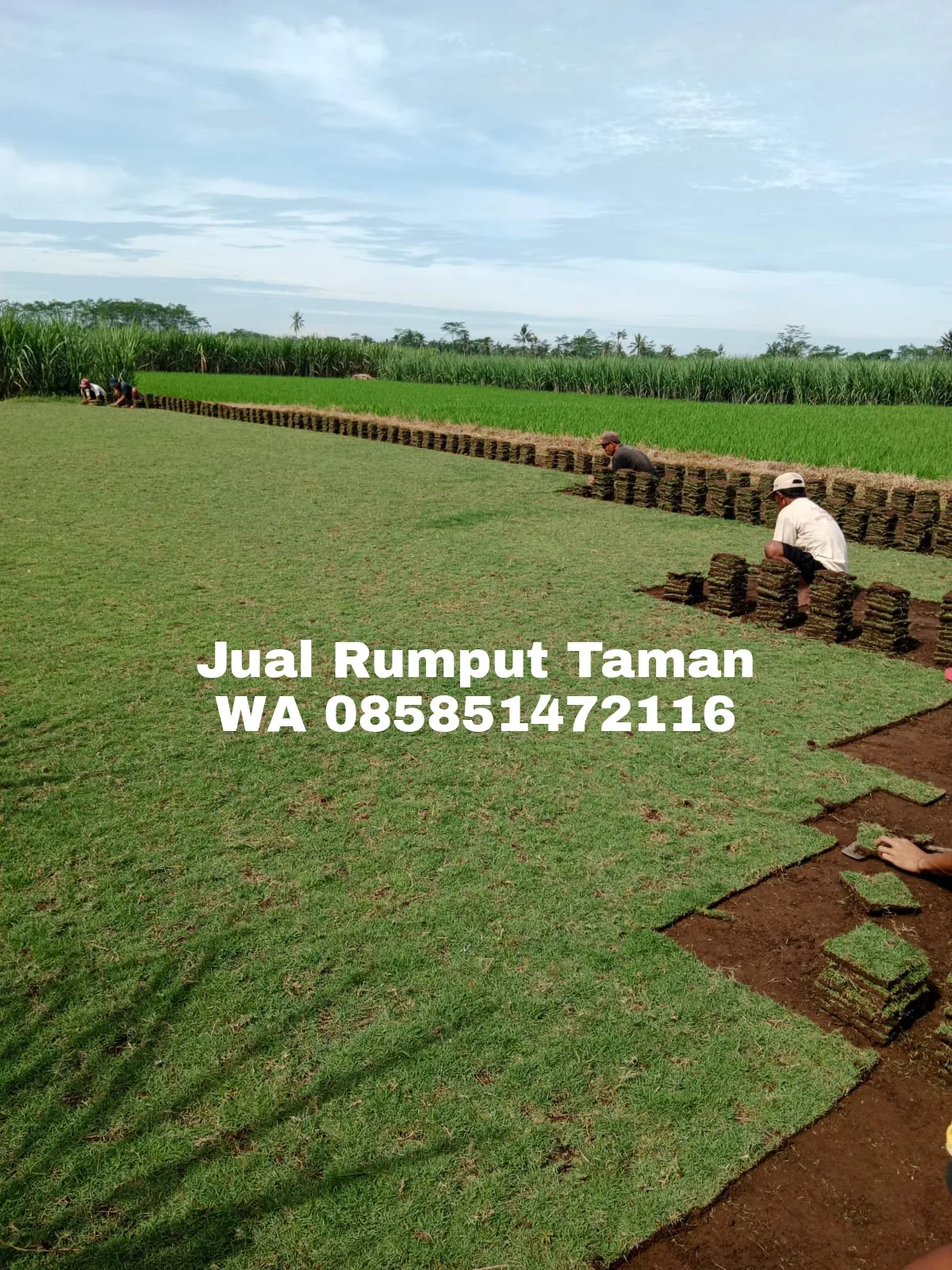 Rumput Taman Malang