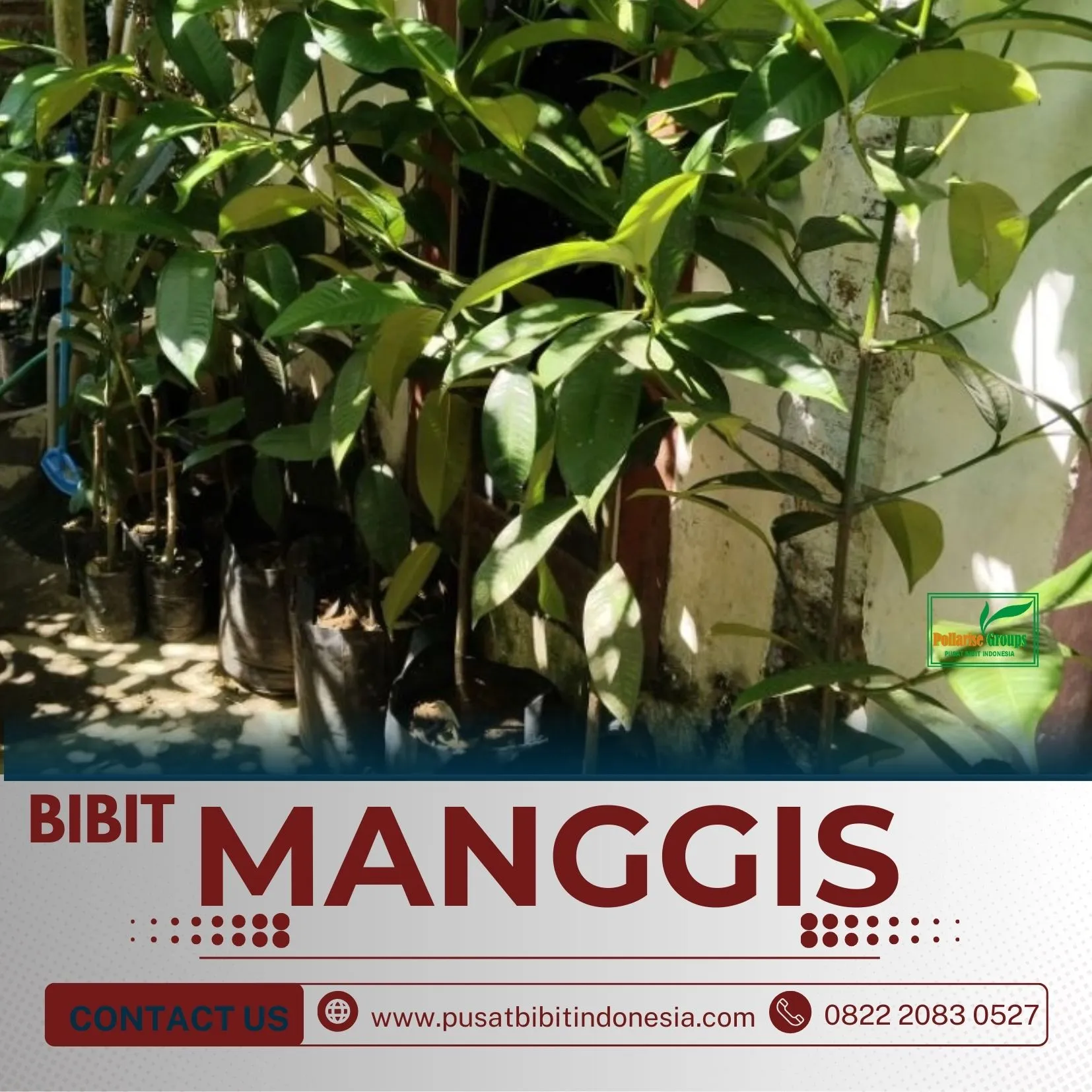 Sentral Bibit, Jual Bibit Manggis Di Medan, Jual Bibit Pohon Manggis Di Malang