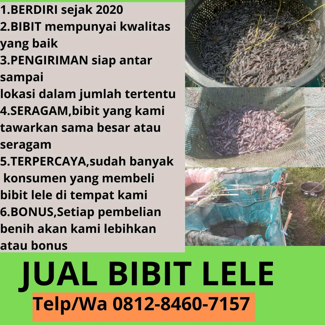 Garansi Hidup  Harga Bibit Lele Untuk Pemula Ukuran Seragam Cirebon Salatiga