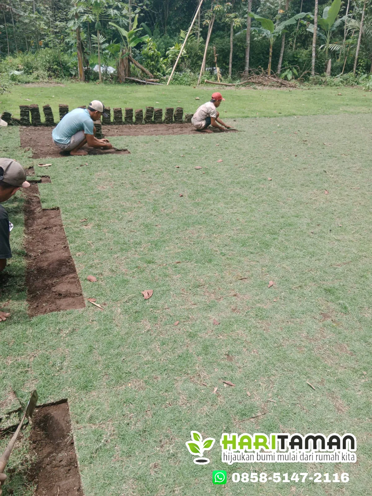 Supplier Rumput Jepang Tuban Terbaik