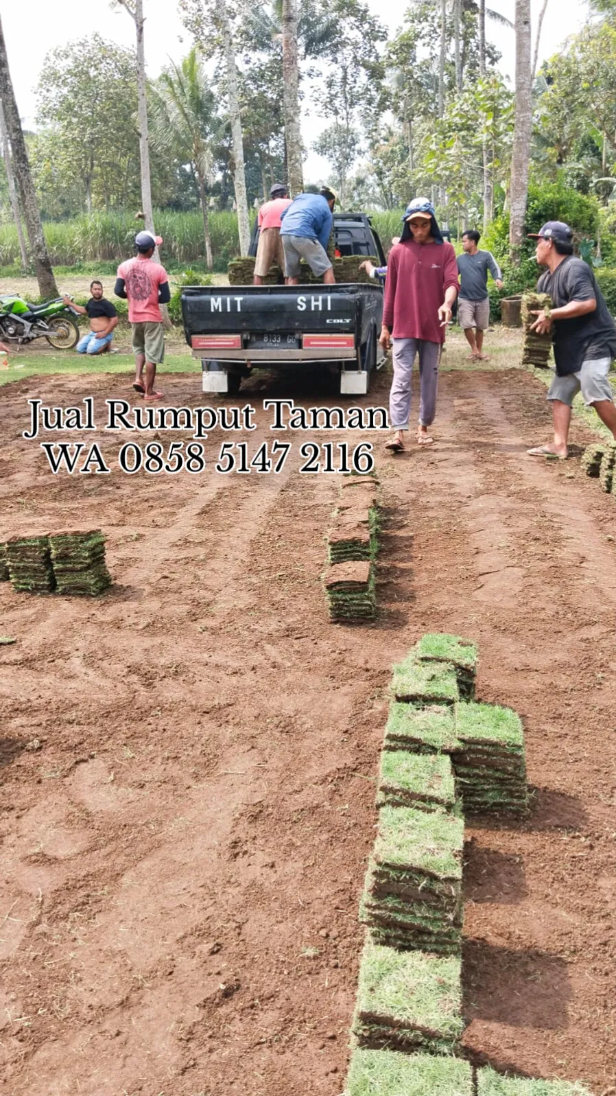 Harga Rumput Jepang Tulungagung
