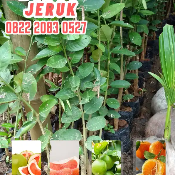 0822.2083.0527 (Tsel)  Hortikultura Buah  Bibit Jeruk Nipis Di Malang