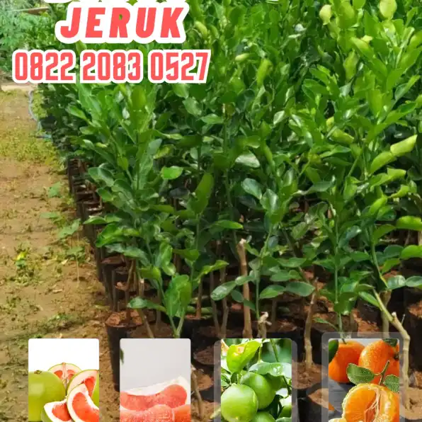 0822.2083.0527 (Tsel)  Hortikultura Buah  Bibit Jeruk Nipis Tanpa Biji