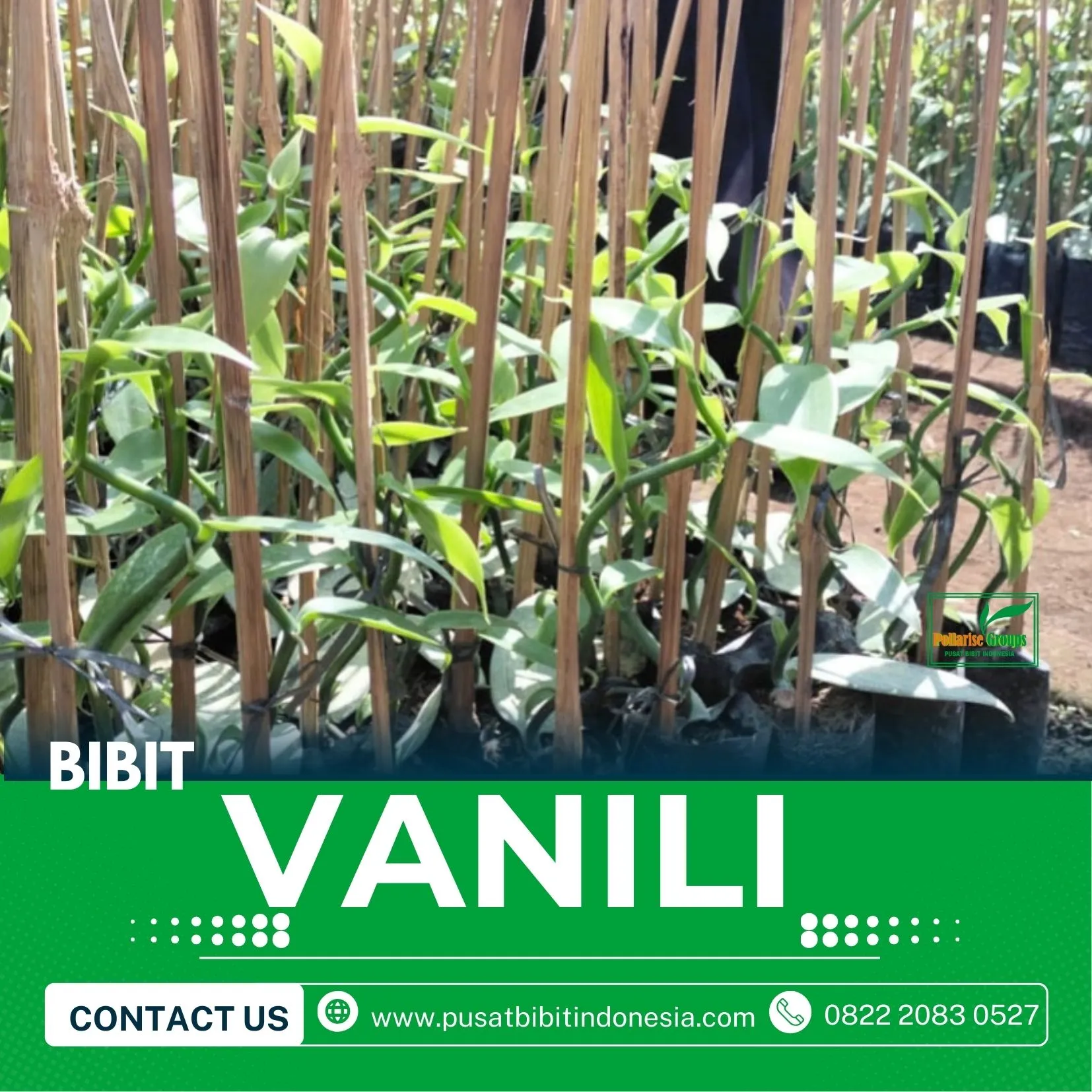 Sentral  Bibit Vanili Bandung