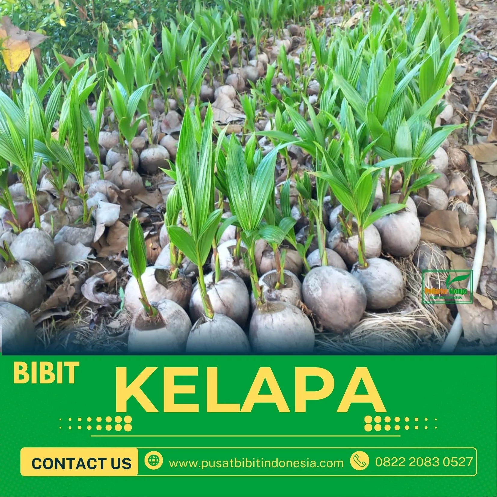 Sentra Bibit Kelapa, Bibit Kelapa Kopyor Hibrida